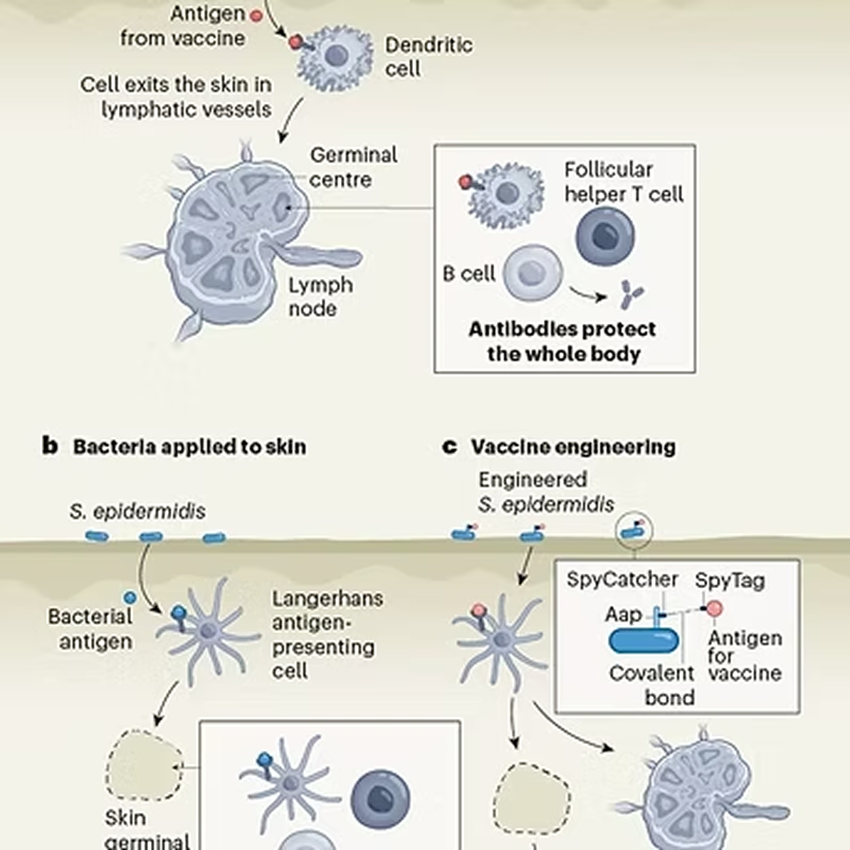 ট্রপিক্যাল ভ্যাকসিন: ইঞ্জেকশনের পরিবর্তে লোশন?